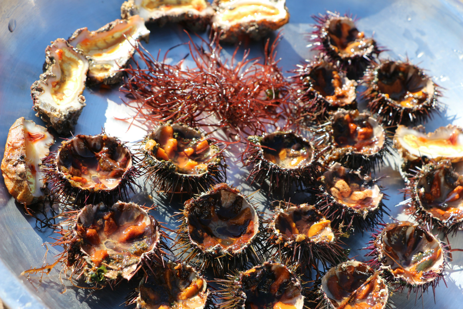 oursin biju thau tour gourmand